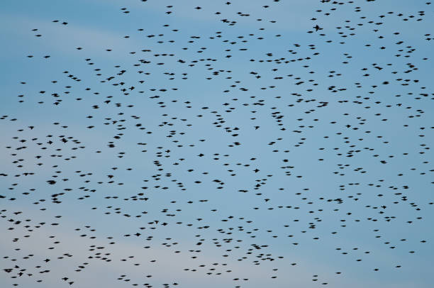 istock Common Starling (Sturnus vulgaris) flock before roosting in the evening. 1802661881