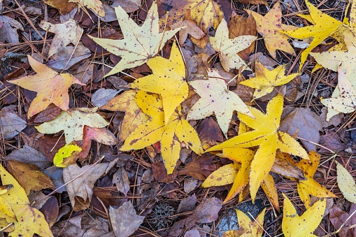 A vibrant array of autumn leaves lay scattered in the forest