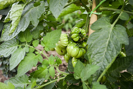 Close up of green tomatoes growing in a garden.