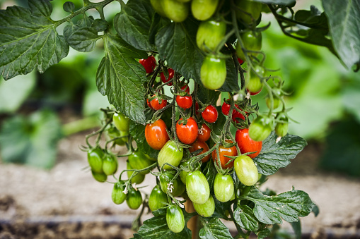 Close up of a cherry tomatoes growing in a garden.