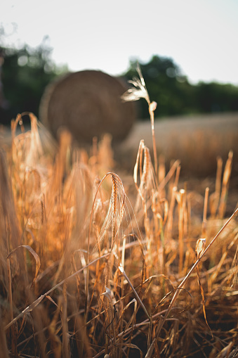 dry wheat in summer sunset time.