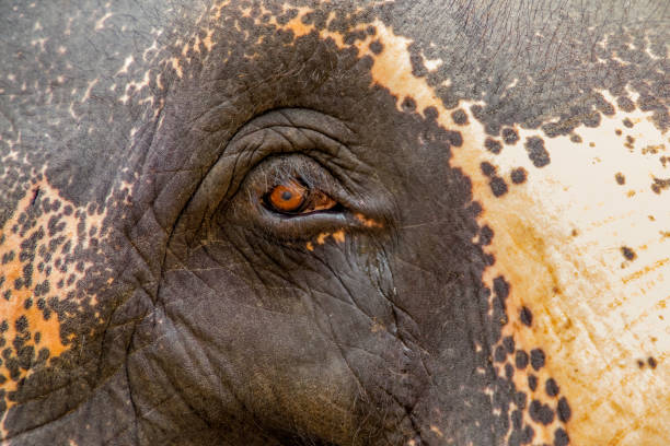istock Asian Elephant skin texture abstract background 1802664610