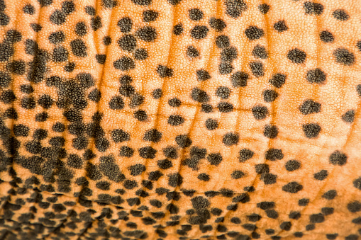 A close-up of a Spotted Lanternfly (Lycorma delicatula) crawling on the trunk of a maple tree in the yard of a home in north east part of Maryland. This invasive species is from eastern Asia and was first detected in Pennsylvania.