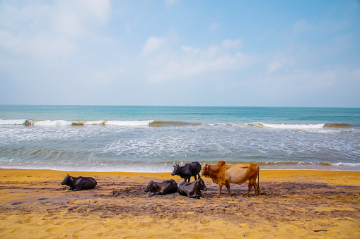 cows looking for food at the stony beach in Costa Rica, province Limon