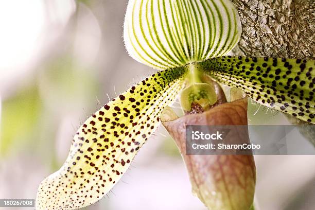 Foto de Orchid e mais fotos de stock de Escasso - Escasso, Exotismo, Fotografia - Imagem