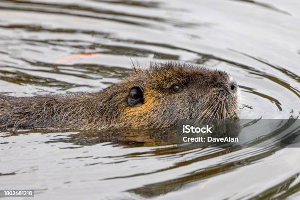 Nutria Myocastor Coypus Swimming Stock Photo - Download Image Now - Animal, Animal Body Part, Animal Head