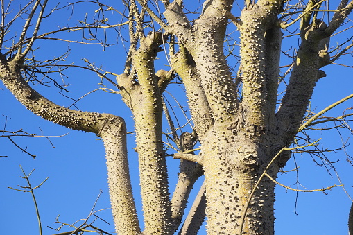 Algarve - Silk Floss Tree - spiky bark
