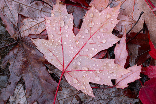 The underside of a wet maple leaf.
