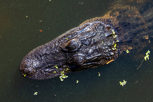The alligator is a large crocodilian that lives in swamps in the southeastern states in the US