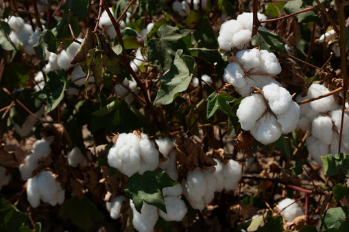 Close-up of cotton bolls, ready for harvest, on a cotton plant growing on a California central valley farm.\n\nTaken in the San Joaquin Valley, California, USA.