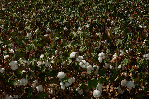 Close-up of Cotton Bolls Ready for Harvest