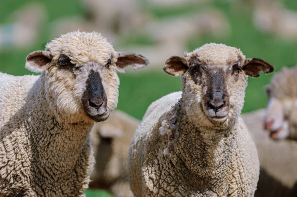 istock Close-up of Domestic Sheep 1802691393
