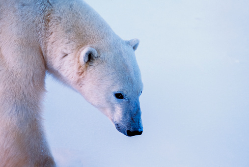 A shot of a polar bear backside and its cub in natural habitat in Kaktovik, Alaska