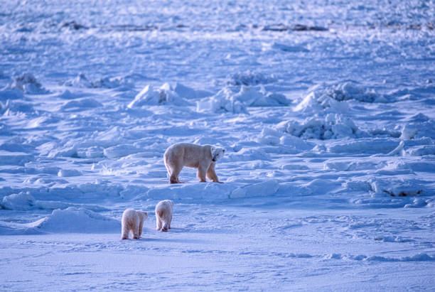 One polar bear (Ursus maritimus) mother and her two cubs, walking on the frozen water along the Hudson Bay, waiting for the bay to frreze over so it can begin the hunt for ringed seals.