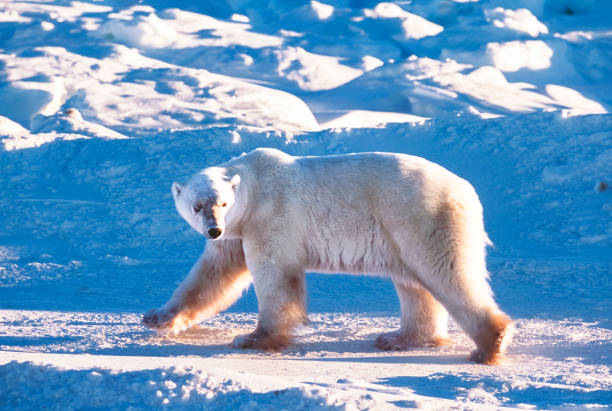 Side view of polar bear (Ursus maritimus) walking along the Hudson Bay, waiting for the bay to freeze over so it can begin it's hunt for ringed seals.Taken in Churchill, Manitoba, Canada
