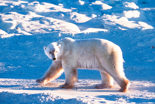 Close-up polar bear