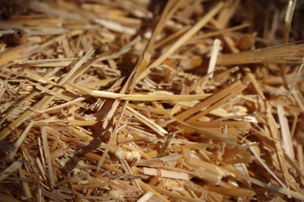 istock Straw - waste from wheat harvest lying on the field Close-up 1802692982