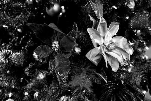 Christmas tree. Monochrom camera shoot. Authentic photography without AI.