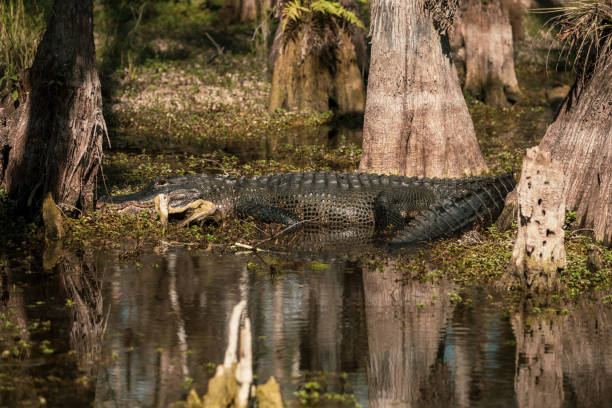 istock Alligator Sits In The Mud At The Base Of Tree Trunks 1802694041