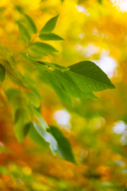 Birch tree leaves at the onset of the autumn season. Very shallow depth of field.