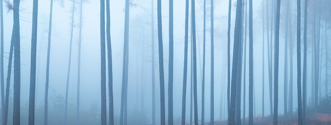 A quite and mysterious forest covered in mist with a pathway running through it. Photo composite.