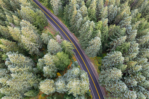 Aerial view of a two lane highway through a forest in Oregon,