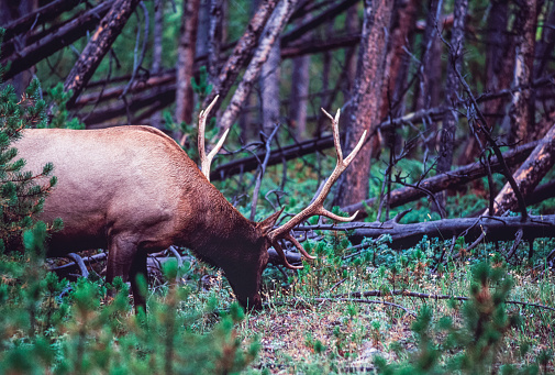 Lone elk foraging for food in the Wyoming woods of Yellowstone National Park.
