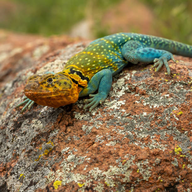 istock Close Up of Mountain Boomer Lizard 1802699307