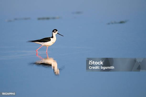 Longadecostasnegras - Fotografias de stock e mais imagens de Alberta - Alberta, Animal, Animal selvagem