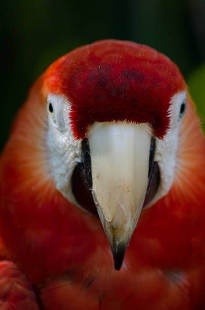 istock Scarlette Macaw Parrot Looking Into the Camera 180270660