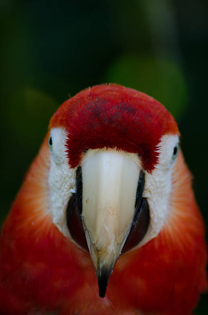 istock Face shot of Scarlette Macaw Parrot 180270772