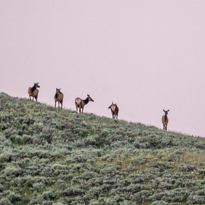 Five Female Elk Graze At Sunset In Yellowstone National Park