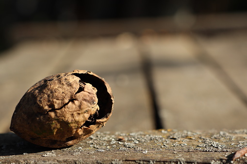 Broken walnut standing on old wooden table outside on a sunny day