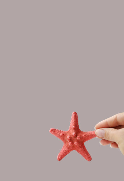 istock A decorative sea star is held in the hand. Light monochrome background. Vertical corner composition 1802734721