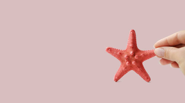 A decorative sea star is held in the hand. Light monochrome background. Horizontal corner composition