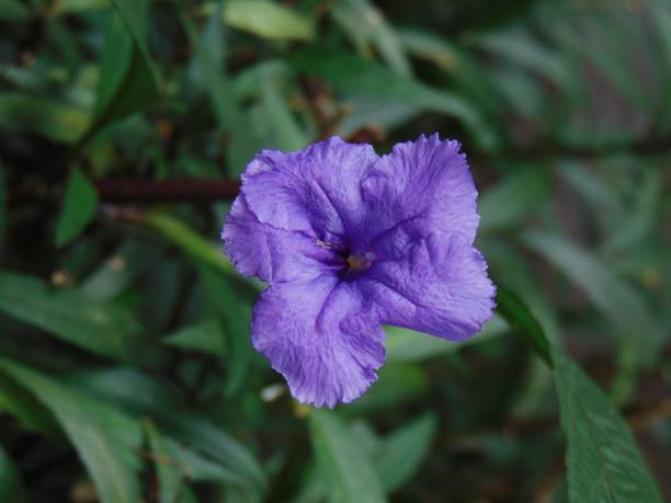 istock Purple Flowers 1802736424