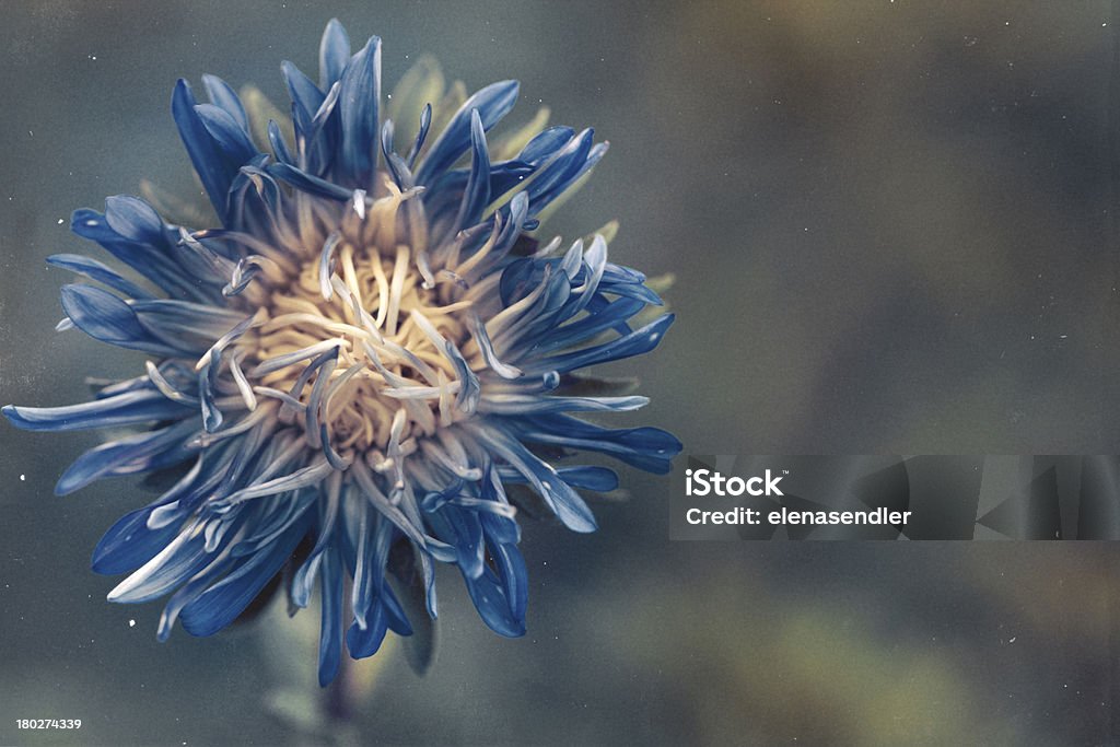 Aster flower Aster flower agaist blurry background, vintage style Aster Stock Photo