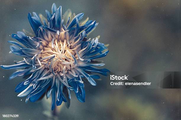 Aster Flower Stock Photo - Download Image Now - Aster, August, Autumn