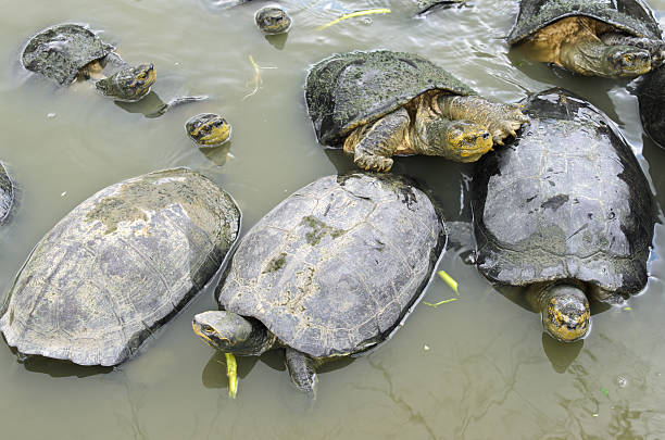 istock Turtles in a Pond Waiting for Food 180274428