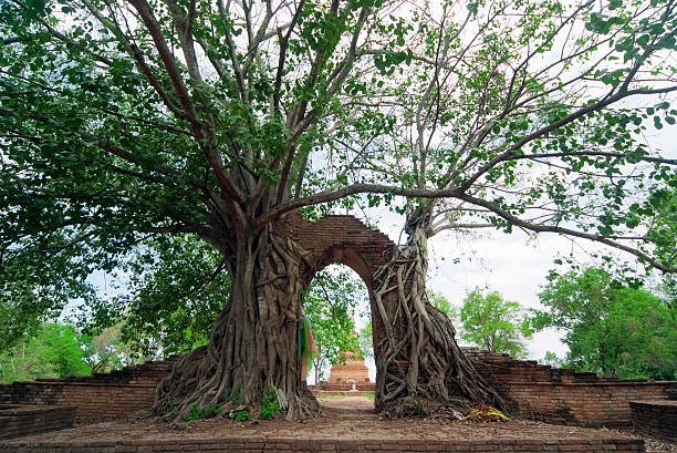 istock Wat Phra Ngam, Ayudhya province, Thailand 180274618