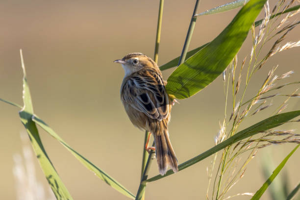 istock Zitting Cisticola perching on stem of grass. 1802746584