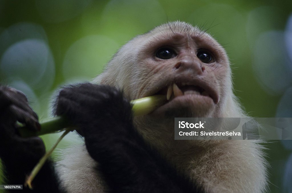 White faced Capucin monkey eating and enjoying his food A wild monkey eats his food with enjoyment in the rainforest jungle of the osa peninsula, costa rica near drake bay Capuchin Monkey Stock Photo