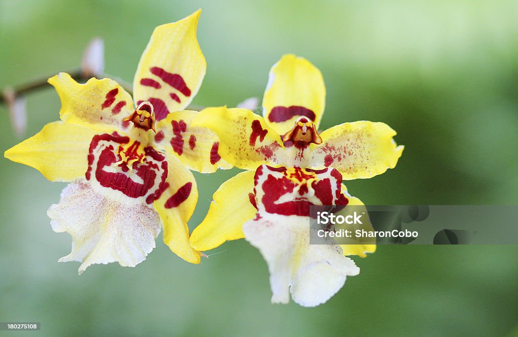 Orchids - Foto de stock de Belleza de la naturaleza libre de derechos