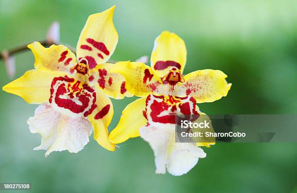 Orchids Foto de stock y más banco de imágenes de Belleza de la naturaleza - Belleza de la naturaleza, Clima tropical, Escaso