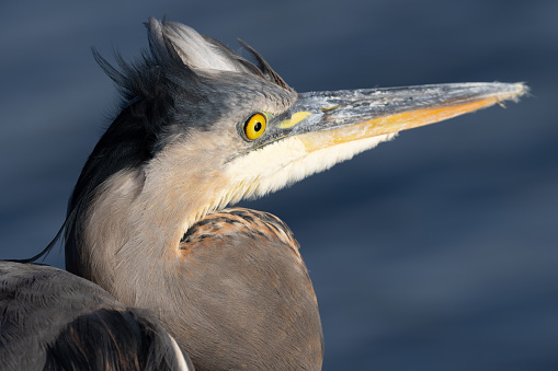 Close-up of a great blue heron, seen in the wild in a North California marsh