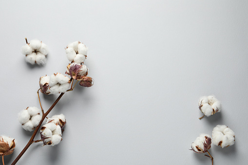 Dry cotton branch with fluffy flowers on light background, flat lay. Space for text