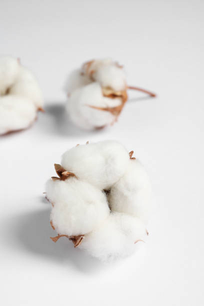 istock Cotton flowers on white fluffy background, closeup. Space for text 1802758879