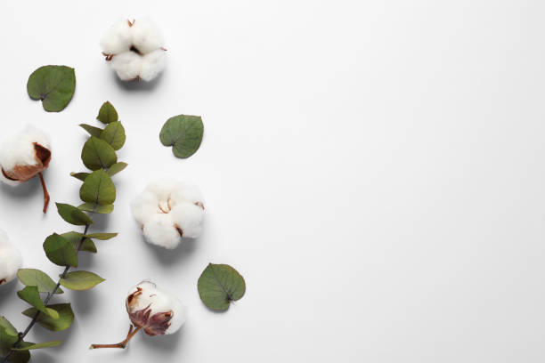 istock Fluffy cotton flowers and leaves on white background, flat lay. Space for text 1802761526