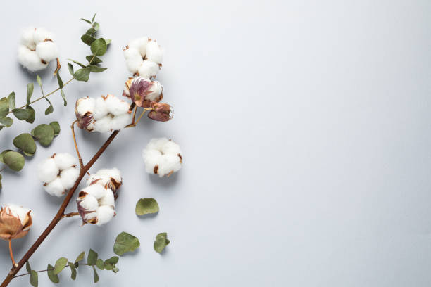istock Dry cotton branch with fluffy flowers on light grey background, flat lay. Space for text 1802762066