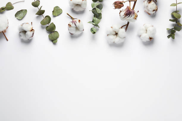 istock Fluffy cotton flowers and leaves on white background, flat lay. Space for text 1802762067